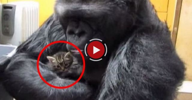 The Return Of Koko's Kitten