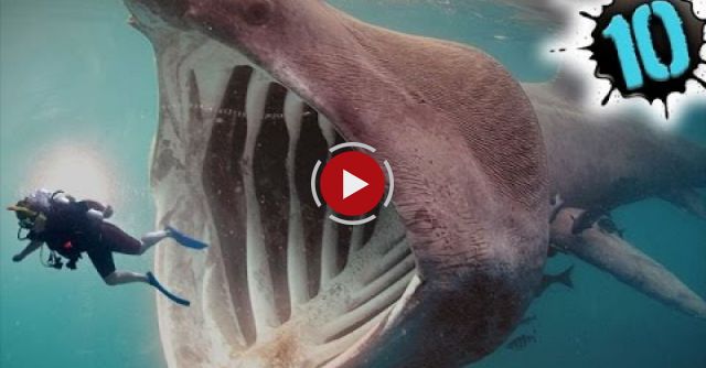 Top 10 Most Dangerous Animals In The World!