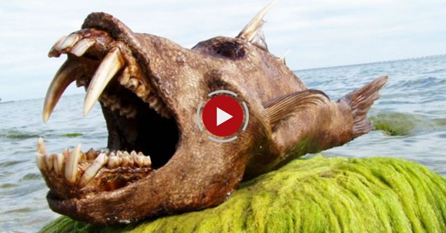 10 Most Bizarre Deep Sea Creatures