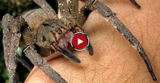Top 10 Most Venomous Spiders