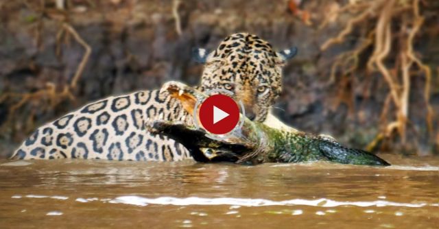 Jaguar Vs Caiman: Big Cat Ambushes Reptile In Epic River Battle
