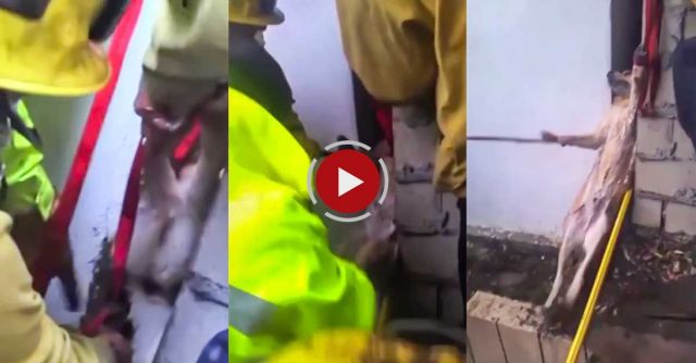 California Firefighters Rescue Dog From Six-inch-wide Gap | Mashable