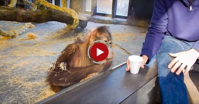 Monkey Sees A Magic Trick