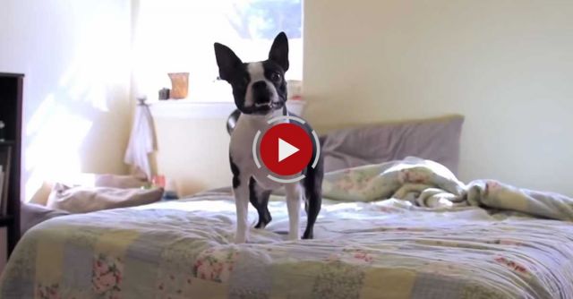 Excited Boston Terrier Runs In Circles For Playtime