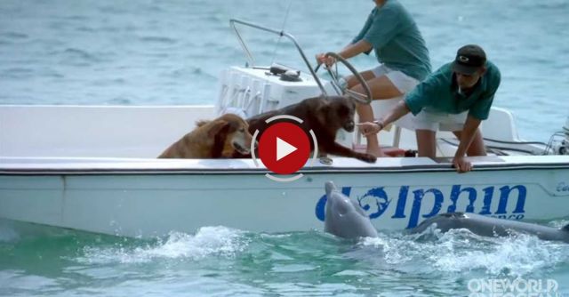 Dolphin Kisses Dog, Jumps For Joy!