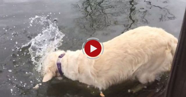  Dog Catching A Fish 