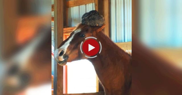 What Happens In The Barn Stays In The Barn