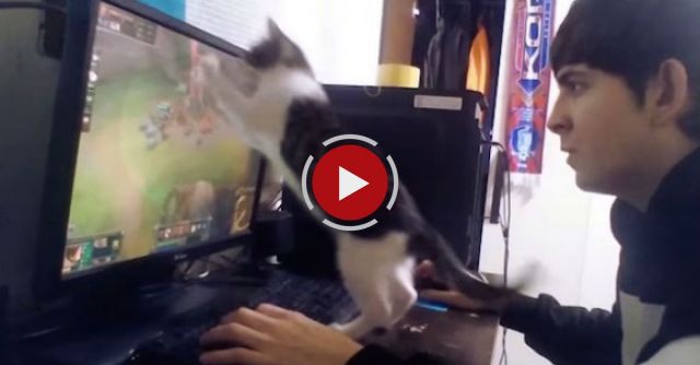 Playing Video Games With Your Cat Around
