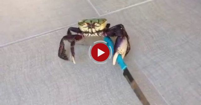 Viral Video UK: Gangster Crab!