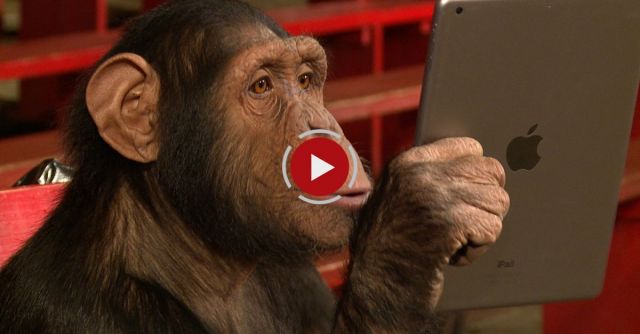 Monkeys React To IPad Magic