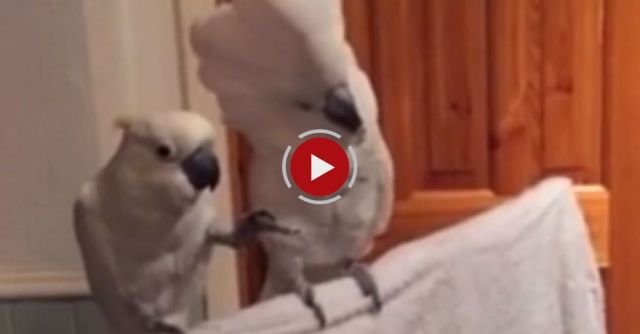 Cockatoo Loves Elvis