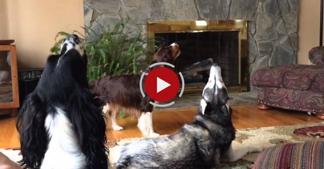 Annoyed Husky Howling