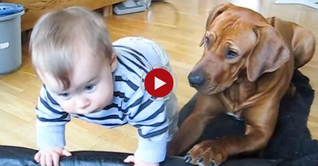 Ridgeback Vs. Small Kid
