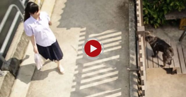  This Girl Was Really Scared Of This Dog - What Happens Next Left Me Completely In Tears