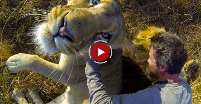 GoPro: Lion Hug