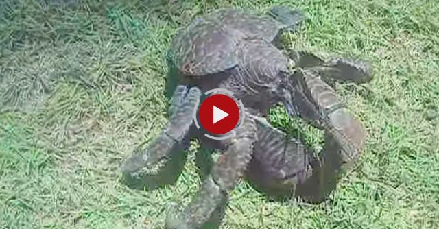 Tatos The Terror Coconut Crab