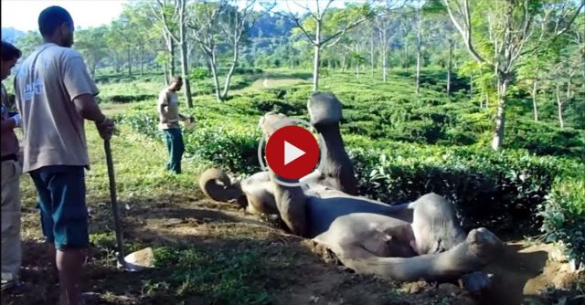 Borhola Elephant Rescue