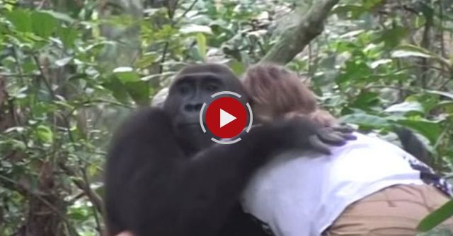Tansy Aspinall And The Gorillas: Reunited At Last! 