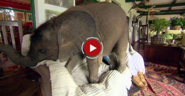 Baby Elephant Causes Havoc At Home 