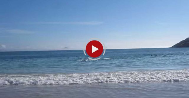 Incredible Dolphin Rescue - 30 Dolphins Stranded And Saved