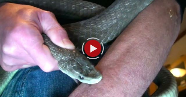 'Venom Man' Lets Deadliest Snakes Bite Him