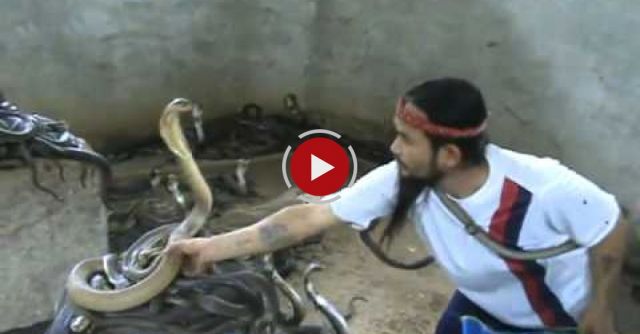 Man Selecting Cobras For Snake Show