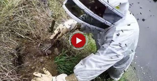 Wasp Nest Excavation In New Zealand