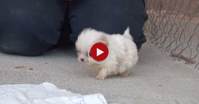 Cutest Rescue Puppy And Kitten Are Best Friends