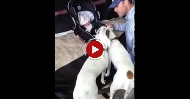 Boxer Sisters Meet New Baby