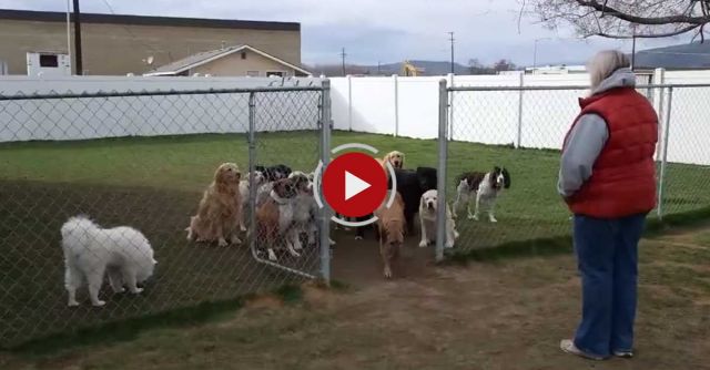 Dogs Called By Name One At A Time