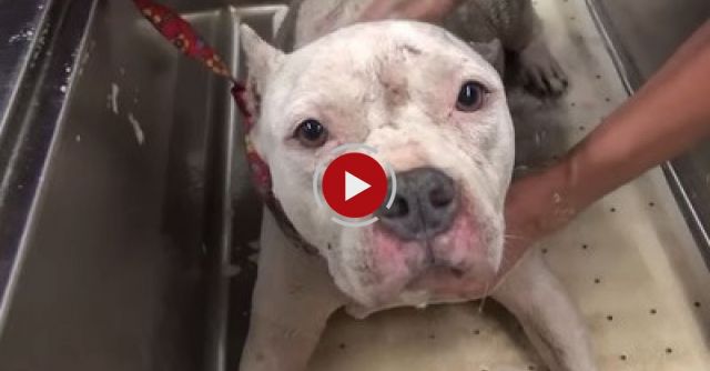 A Pit Bull And Her Newborn Pups Get Rescued, But What Happens Next Will Amaze You!!! Please Share.