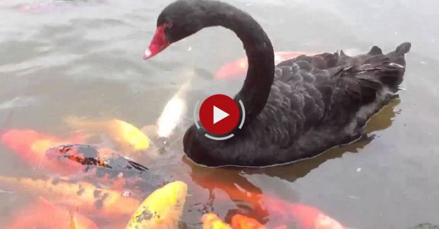 Black Swan Feeding Koi Fish