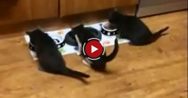 Crazy Kitten Feeding Time