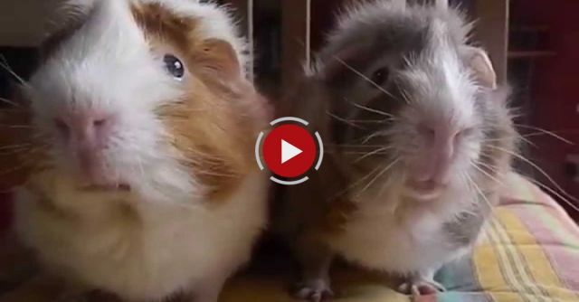 Pumpkin Spice Lattes