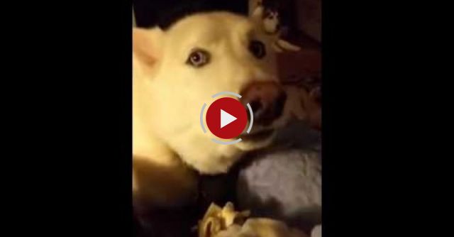 Pack Of Huskies Sing Together