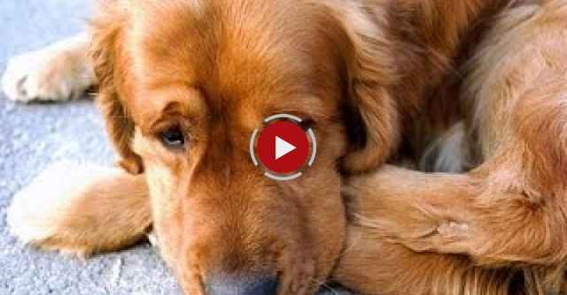 Dog Going Crazy When He See His Owner After 3 Years. Amazing Video