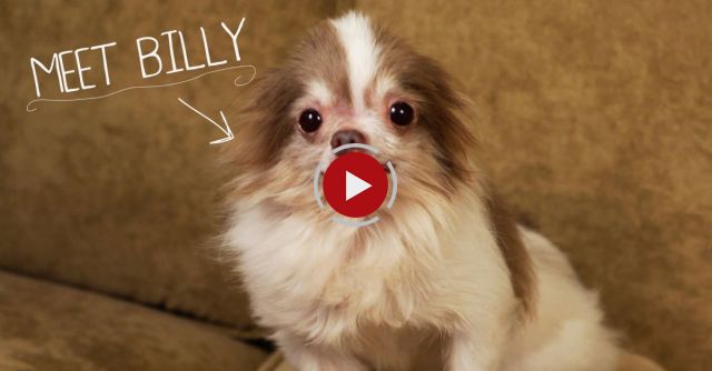 Meet Billy, Rescued From A Puppy Mill