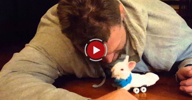 The Original Viral Video Of Wheelz The Little Bunny That Could