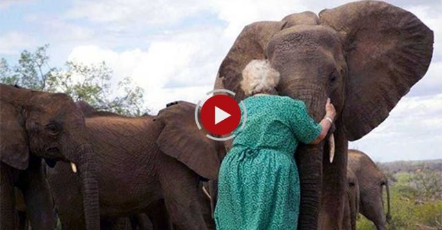 Elephant Orphans... Wisdom Of The Wild