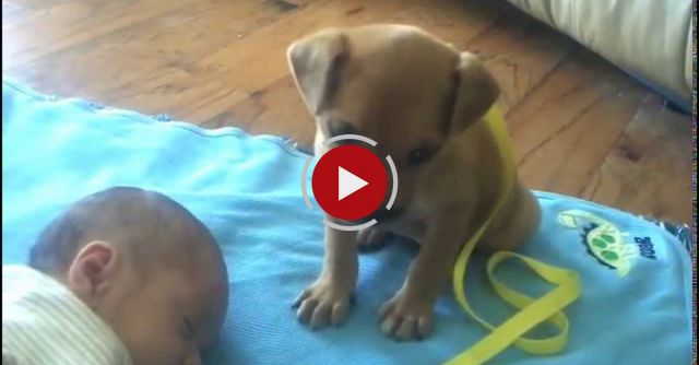 Sleepy Puppy Falls Asleep On Baby