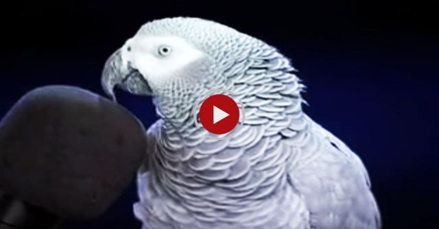 Einstein The Parrot: Talking And Squawking