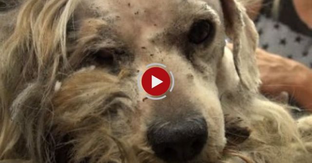 Hope For Paws: Benji Was Homeless His Whole Life... WATCH What Happens Next!  Please Share.
