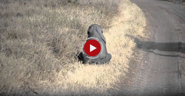 Baby Elephant Throwing A Tantrum