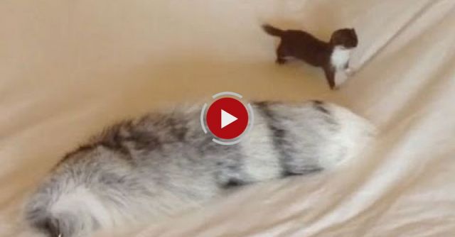 Ozzy The Weasel's War Dance.