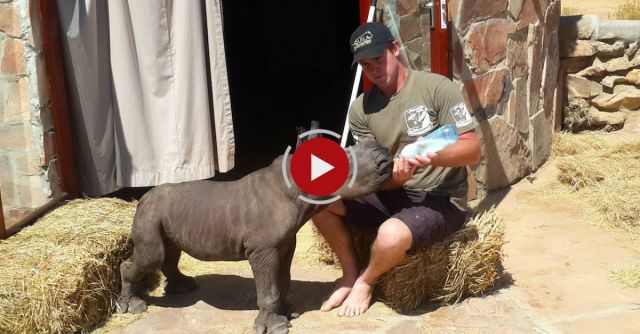 Adorable Newborn Rhino Rescued After Being Abandoned By Its Mother