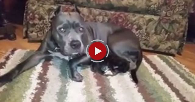 Pit Bull Adopts Kitten As Her Own
