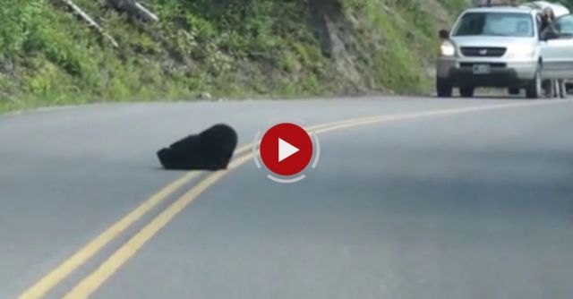Bear Cubs Play In The Street