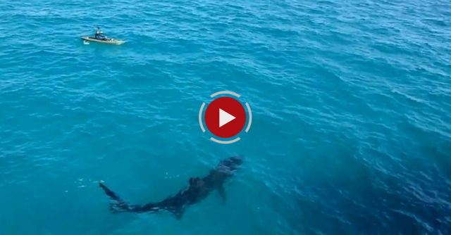 Kayak Meets A Huge Basking Shark
