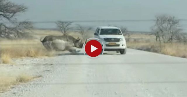 Crazy Rhino Attacks A Car!!!