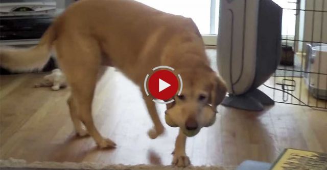 Zoe My Dog, A Smart Yellow Lab Picks Up 3 Tennis Balls At Once And Smiles!